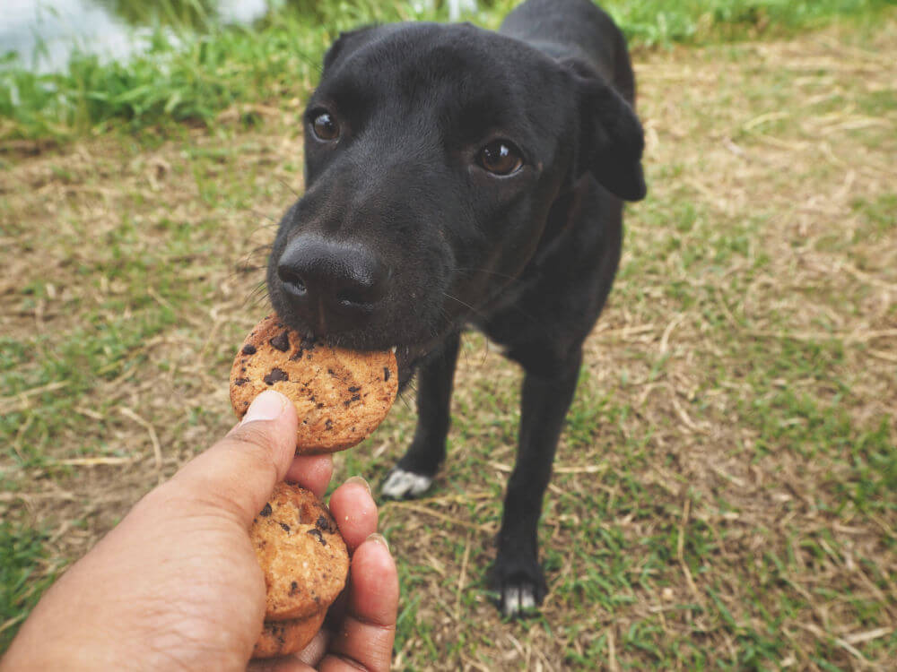 dog treats black labrador