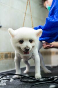 dog groomer happy dog