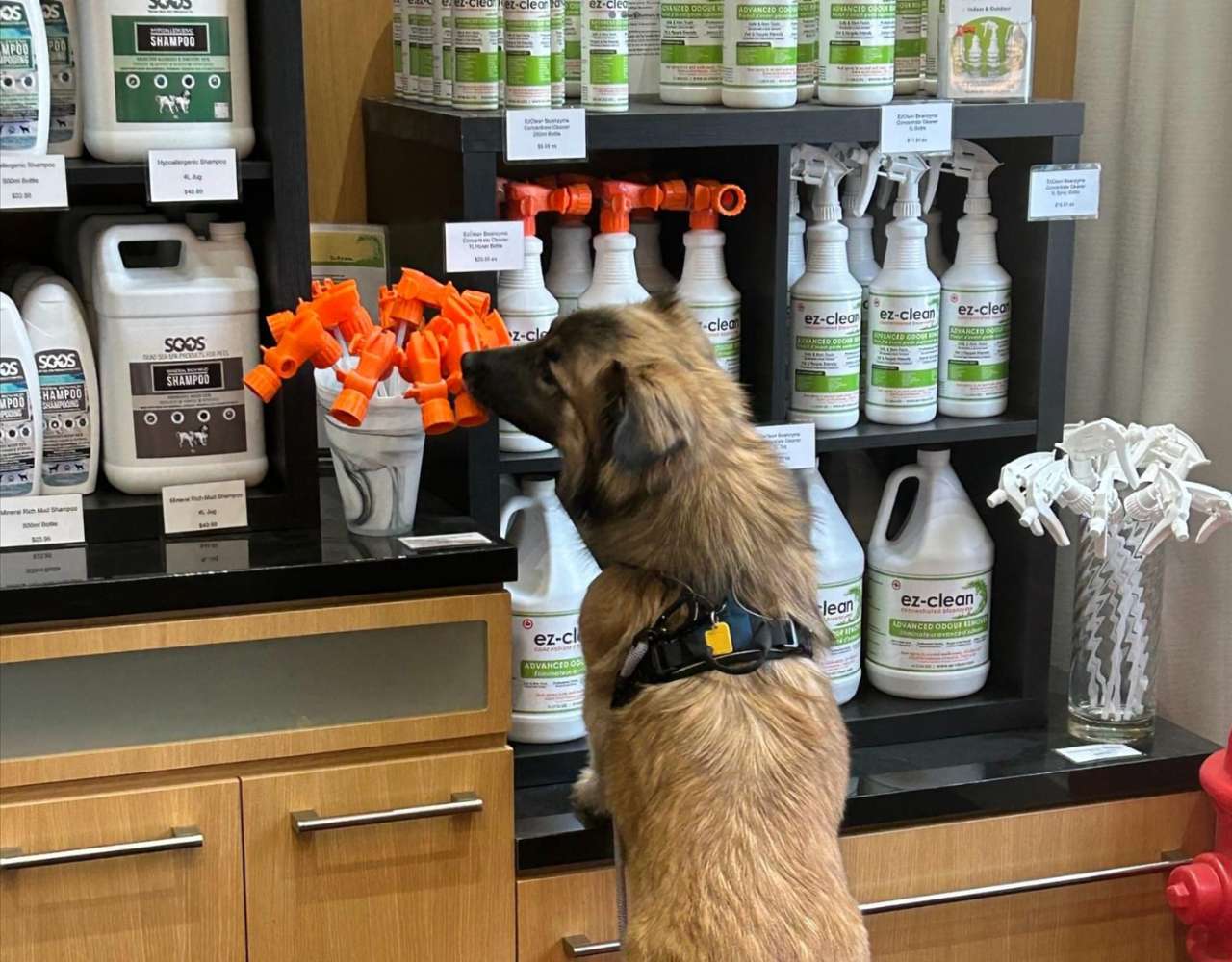Photo of a dog inside the shop of leading edge grooming supplies.